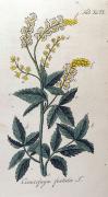 Cimicifuga foetida.jpg